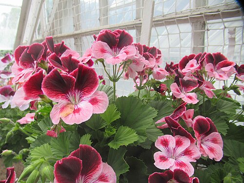 Gewächshaus von Mackenzie & Moncur, Kailzie Gardens, Kailzie bei Peebles (Scottish Borders), Schottland — Colourful Pelargoniums (Geraniums)