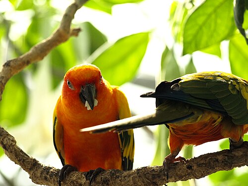 掛川花鳥園の大温室, 静岡県掛川市 — Sun Conure or Sun Parakeet at Kakegawa Kachoen, kakegawa-city, Japan.