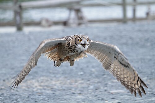 Grande serre de Kakegawa Kachōen (掛川花鳥園), Kakegawa, préfecture de Shizuoka — An Eurasian Eagle-owl flying at a bird display at Kakegawa Kacho-en, Kakegawa, Shizuoka…