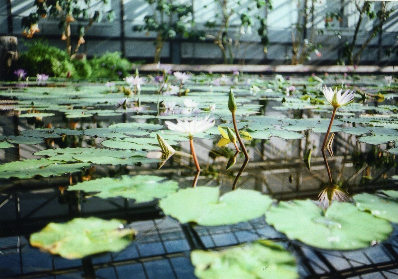 Grande serre de Kakegawa Kachōen (掛川花鳥園), Kakegawa, préfecture de Shizuoka — 掛川華鳥園さんにて(フジカコンパクト+フジフィルム)