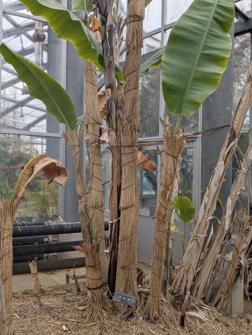 Green House, Ōfuna Flower Center (日比谷花壇大船フラワーセンター グリーンハウス), Kamakura (Ōfuna), Präfektur Kanagawa — photo 2