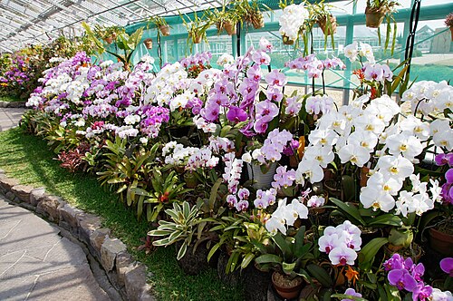 兵庫県立フラワーセンター 大温室, 兵庫県加西市 — Hyogo Prefectural Flower Center in Kasai , Hyogo prefecture , Japan .
