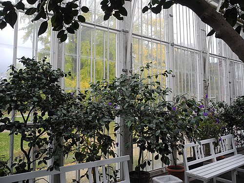 ヴィルヘルムスヘーエ山上公園の大温室(グローセス・ゲヴェクスハウス), カッセル、ヘッセン — Das Große Gewächshaus ist ein Gebäude im Bergpark Wilhelmshöhe in Kassel , Hessen…