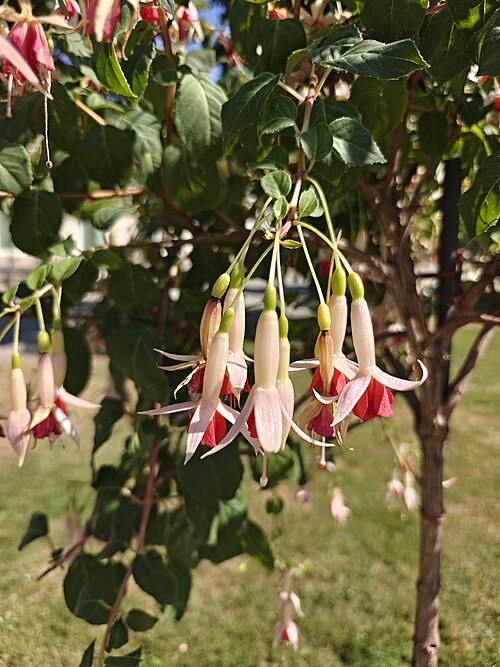 Großes Gewächshaus du Bergpark Wilhelmshöhe, Cassel, Hesse — Fuchsia cultivars в Касселе