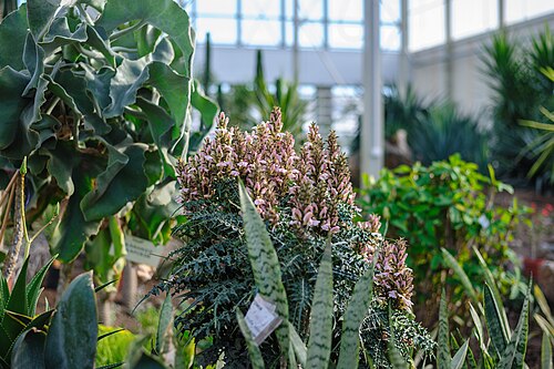 Orangerien des Botanischen Gartens der Staatlichen Universität Kemerowo (Botanichesky sad KemGU), Kemerowo (Stadtteil Lesnaya Polyana), Kusbass — Kemerovo