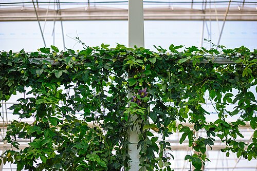Orangerien des Botanischen Gartens der Staatlichen Universität Kemerowo (Botanichesky sad KemGU), Kemerowo (Stadtteil Lesnaya Polyana), Kusbass — Orangerien des Botanischen Gartens der Staatlichen Universität Kemerowo — Ansicht 2