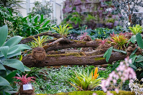 Orangerien des Botanischen Gartens der Staatlichen Universität Kemerowo (Botanichesky sad KemGU), Kemerowo (Stadtteil Lesnaya Polyana), Kusbass — Orangerien des Botanischen Gartens der Staatlichen Universität Kemerowo — Ansicht 3