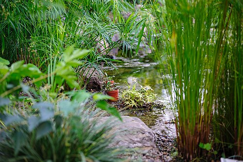 Orangerien des Botanischen Gartens der Staatlichen Universität Kemerowo (Botanichesky sad KemGU), Kemerowo (Stadtteil Lesnaya Polyana), Kusbass — Orangerien des Botanischen Gartens der Staatlichen Universität Kemerowo — Ansicht 5