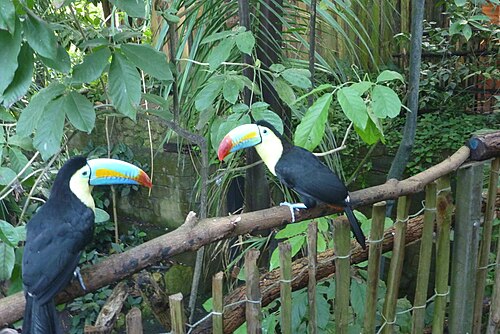 パピリオラマ(ケルツェルスの熱帯ドーム), ケルツェルス、フリブール州 — Zwei Fischer Tukane im Papiliorama in Kerzers.