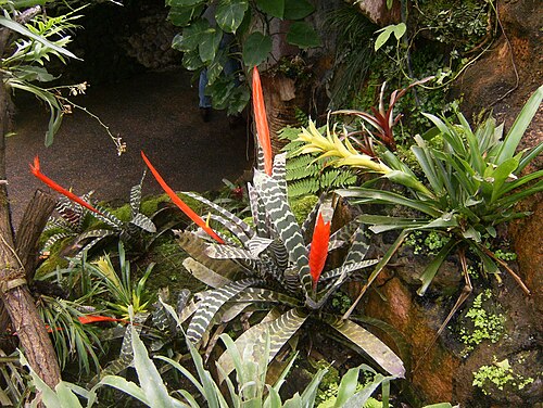 パピリオラマ(ケルツェルスの熱帯ドーム), ケルツェルス、フリブール州 — Papiliorama, Kerzers FR