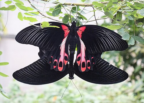 Papiliorama (coupoles tropicales de Chiètres), Chiètres (Kerzers), canton de Fribourg — Scarlet Mormon ( Papilio deiphobus rumanzovia ), mating. Photo taken at Papiliorama in…