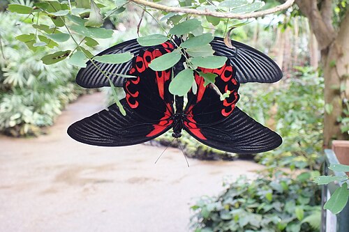 Papiliorama (coupoles tropicales de Chiètres), Chiètres (Kerzers), canton de Fribourg — Scarlet Mormon ( Papilio deiphobus rumanzovia ), mating. Photo taken at Papiliorama in…