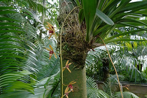 Palm House, Kew, London — Flowering orchid as epiphyte, Kew Gardens Palm House.