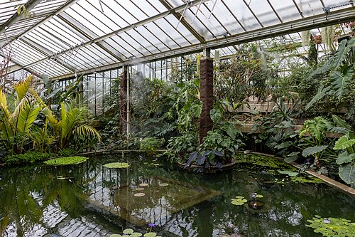 Princess of Wales Conservatory, Kew Gardens, Kew, London (Richmond upon Thames) — Plants in the Princess of Wales Conservatory, Kew Gardens