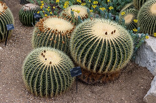 Princess of Wales Conservatory, Kew Gardens, Kew, London (Richmond upon Thames) — Echinocactus grusonii in the Princess of Wales Conservatory, Kew Gardens