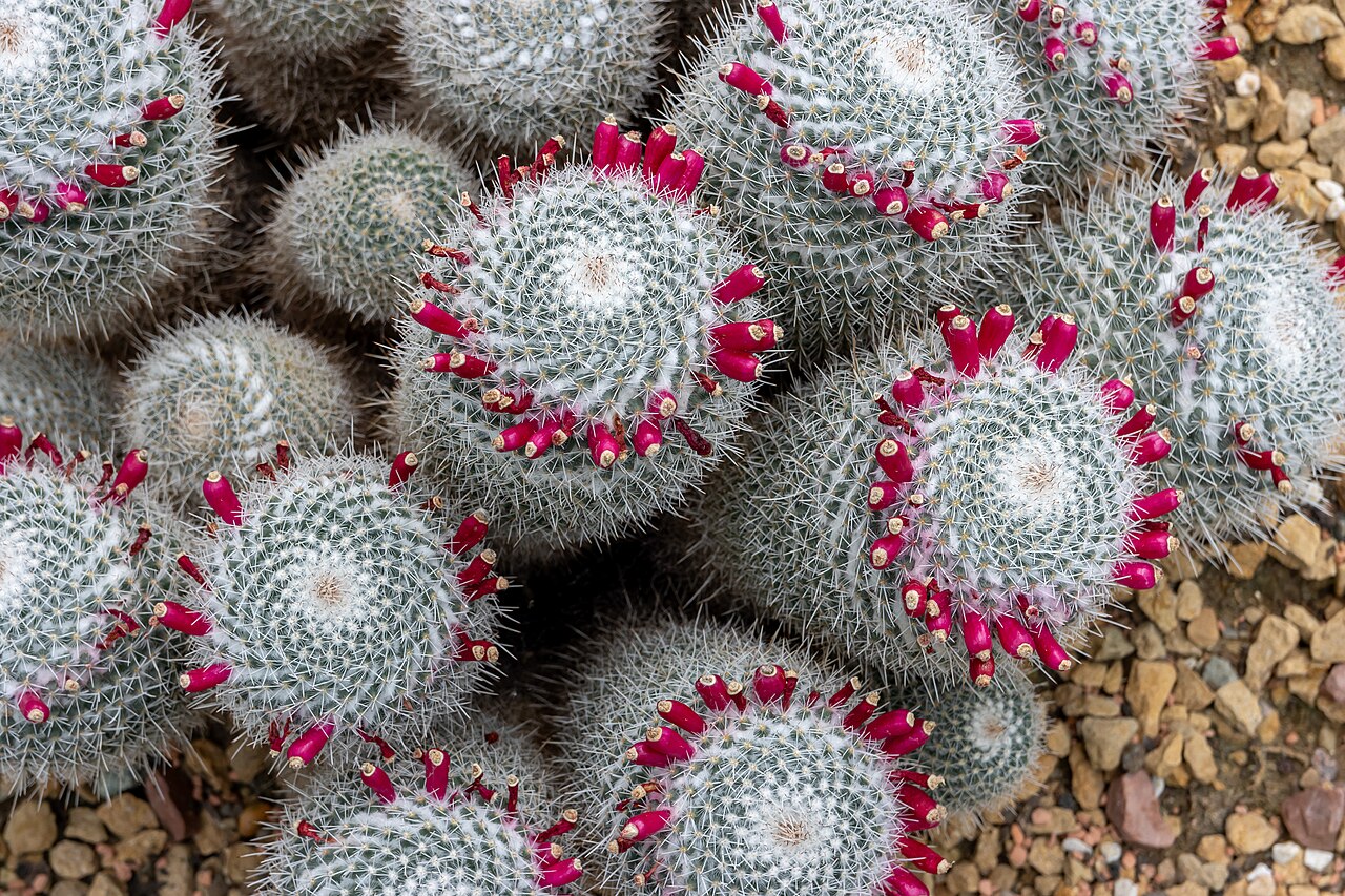 Princess of Wales Conservatory, Kew Gardens, Kew, London (Richmond upon Thames) — Mammillaria geminispina in the Princess of Wales Conservatory, Kew Gardens
