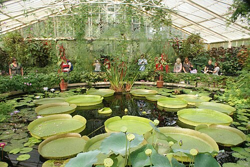 キュー・ガーデンのウォーターリリー・ハウス（スイレン温室）, キュー、ロンドン（リッチモンド・アポン・テムズ） — View of the pond in Waterlily House