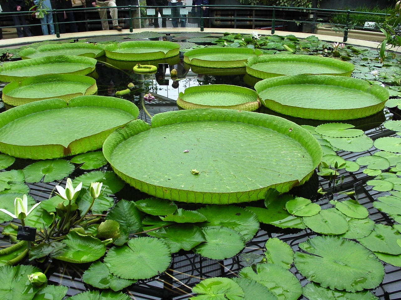 キュー・ガーデンのウォーターリリー・ハウス（スイレン温室）, キュー、ロンドン（リッチモンド・アポン・テムズ） — Kew Gardens 2006 The Waterlily House
