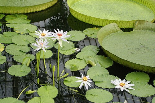 キュー・ガーデンのウォーターリリー・ハウス（スイレン温室）, キュー、ロンドン（リッチモンド・アポン・テムズ） — View of white waterlilies in Waterlily House