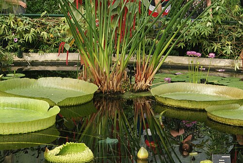 キュー・ガーデンのウォーターリリー・ハウス（スイレン温室）, キュー、ロンドン（リッチモンド・アポン・テムズ） — View of the reflection of the reeds in the pond in Waterlily House