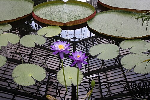 Waterlily House, Kew Gardens, Kew, London (Richmond upon Thames) — Kew Gardens - Waterlily House
