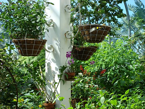 キーウェスト・バタフライ&ネイチャー・コンサバトリー, フロリダ州キーウェスト — Butterfly Garden