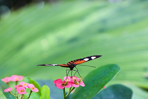 キーウェスト・バタフライ&ネイチャー・コンサバトリー, フロリダ州キーウェスト — Monarch Butterfly (?) at the Key West Butterfly and Nature Conservatory. [Canon 6d /…