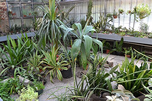カラジン大学植物園のオランジェリー群（Харківський ботанічний сад）, ハルキウ（ハルキウ州） — The Botanical Garden of Kharkiv University