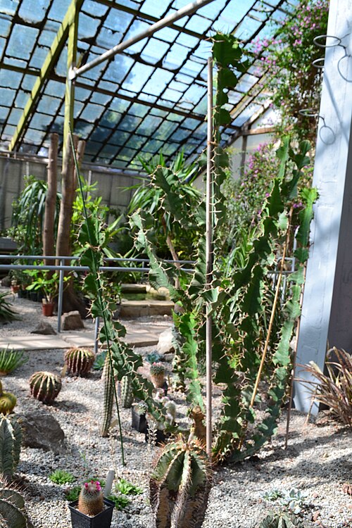カラジン大学植物園のオランジェリー群（Харківський ботанічний сад）, ハルキウ（ハルキウ州） — カラジン大学植物園のオランジェリー群（Харківський ботанічний сад） — 2枚目