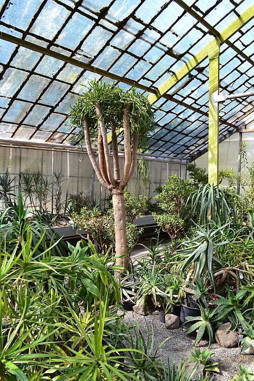 カラジン大学植物園のオランジェリー群（Харківський ботанічний сад）, ハルキウ（ハルキウ州） — カラジン大学植物園のオランジェリー群（Харківський ботанічний сад） — 3枚目