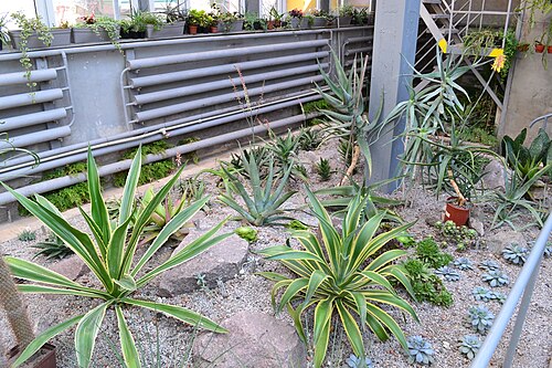 カラジン大学植物園のオランジェリー群（Харківський ботанічний сад）, ハルキウ（ハルキウ州） — カラジン大学植物園のオランジェリー群（Харківський ботанічний сад） — 4枚目