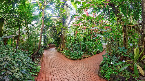 Schaugewächshäuser des Botanischen Gartens der Universität Kiel, Kiel, Schleswig-Holstein — Das Schaugewächshaus "Tropenhaus" beheimatet Tropenpflanzen aus Afrika, Mittel- und…