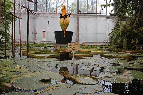 Schaugewächshäuser des Botanischen Gartens der Universität Kiel, Kiel, Schleswig-Holstein — photo 3
