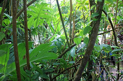 Schaugewächshäuser des Botanischen Gartens der Universität Kiel, Kiel, Schleswig-Holstein — Im Viktoriahaus im Botanischer Garten Kiel, April 2014