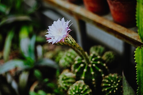 N・A・アヴローリン名称極地・高山植物園研究所の温室群, キロフスク、ムルマンスク州 — N・A・アヴローリン名称極地・高山植物園研究所の温室群 — 2枚目