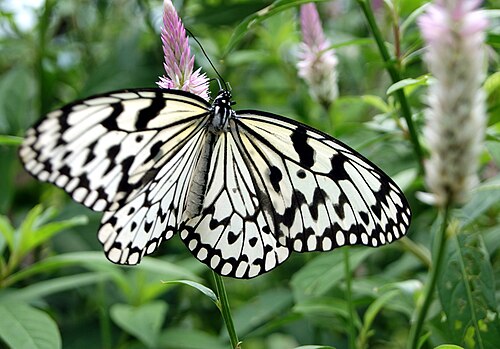 ぐんま昆虫の森 生態温室, 群馬県桐生市（新里） — Idea leuconoe at Gunma Insect World .