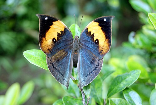 ぐんま昆虫の森 生態温室, 群馬県桐生市（新里） — Kallima inachus at Gunma Insect World .