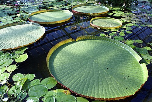 Glashaus Inside Park, Kobe Animal Kingdom (神戸どうぶつ王国), Port Island, Kobe, Präfektur Hyōgo — Nelumbo nucifera and Victoria amazonica Kobe Kachoen (Kobe Flowers and Birds Garden) in…