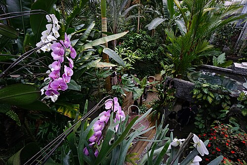 Serre du jardin botanique Makino (高知県立牧野植物園 温室), Kōchi, préfecture de Kōchi — Makino Botanical Garden in Kochi City , Kochi prefecture , Japan