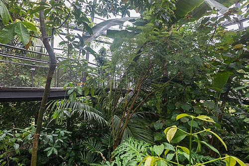 Schaugewächshäuser der Flora und des Botanischen Gartens Köln, Köln, Nordrhein-Westfalen — Neue Schaugewächshäuser in der Flora Köln - Tropenhaus. Die Eröffnung fand am 12. Juni…