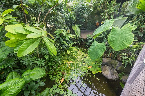 Schaugewächshäuser der Flora und des Botanischen Gartens Köln, Köln, Nordrhein-Westfalen — Schaugewächshäuser der Flora und des Botanischen Gartens Köln — Ansicht 2