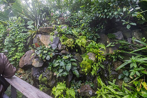 Schaugewächshäuser der Flora und des Botanischen Gartens Köln, Köln, Nordrhein-Westfalen — Schaugewächshäuser der Flora und des Botanischen Gartens Köln — Ansicht 5