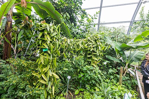 Schaugewächshäuser der Flora und des Botanischen Gartens Köln, Köln, Nordrhein-Westfalen — Schaugewächshäuser der Flora und des Botanischen Gartens Köln — Ansicht 6