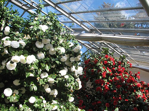 ケーニヒスブリュック城のツバキ温室（Königsbrücker Kamelien）, ザクセン州ケーニヒスブリュック — Camellias in Königsbrück, Saxony