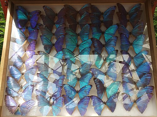 コンヤ熱帯蝶園(Konya Tropikal Kelebek Bahçesi), コンヤ、セルチュクル区 — Butterflies in Konya Tropical Garden