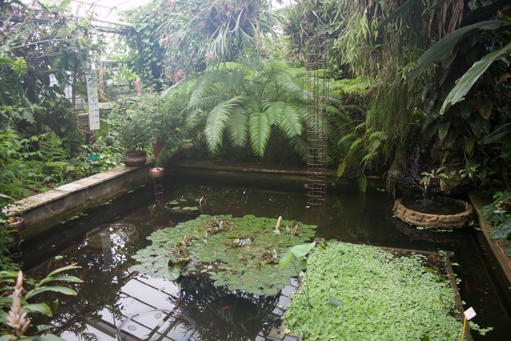 Gewächshäuser des Botanischen Gartens der Pavol-Jozef-Šafárik-Universität (UPJŠ), Košice, Region Košice — Tropical house in the botanical garden of Košice label QS:Len,"Tropical house in the…