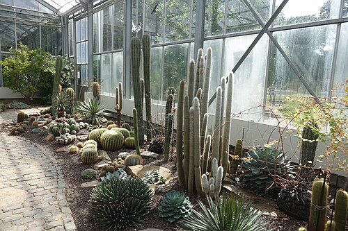 Schaugewächshaus des Botanischen Gartens Krefeld, Krefeld (Oppum), Nordrhein-Westfalen — Botanischer Garten Krefeld: Kakteen