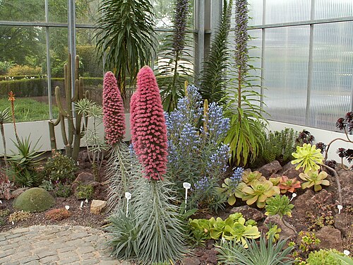 Schaugewächshaus des Botanischen Gartens Krefeld, Krefeld (Oppum), Nordrhein-Westfalen — Krefeld botanischer Garten, Gewächshaus für Sukkulente und Pflanzen der Kanarischen Inseln
