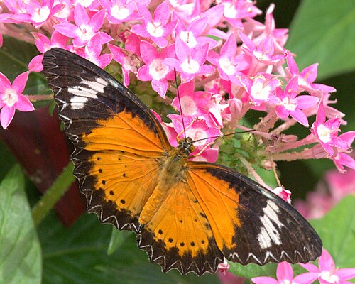 Krohn Conservatory, Cincinnati, Ohio — Leopard Lacewing - Cethosia cyane - male. Taken at Krohn Conservatory.