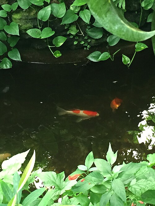 Krohn Conservatory, Cincinnati, Ohio — Koi swim in a pond inside of Krohn Conservatory in Cincinnati.
